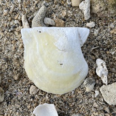 Pinctada imbricata
