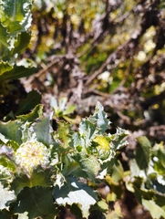 Haplopappus foliosus