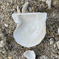 Pinctada imbricata