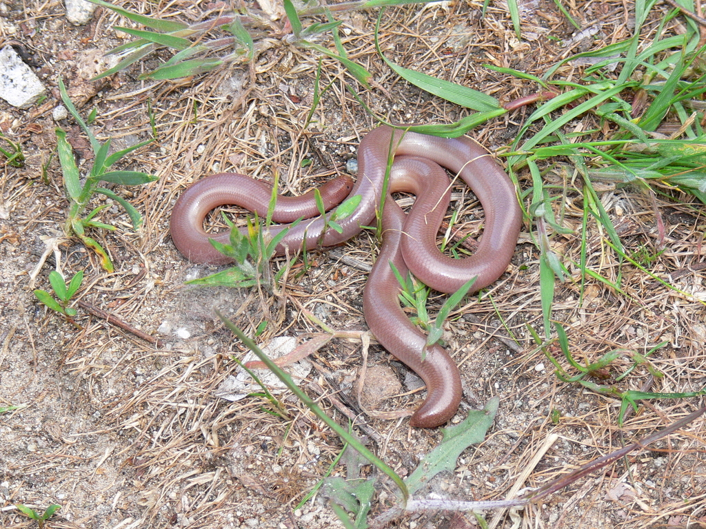 Xerotyphlops