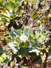 Haplopappus foliosus