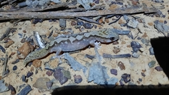 Diplodactylus vittatus
