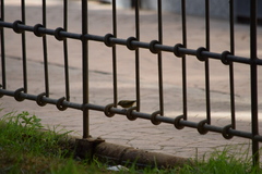 Phylloscopus collybita