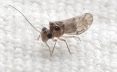 Peripsocus madidus