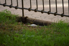 Phylloscopus collybita