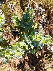 Haplopappus foliosus