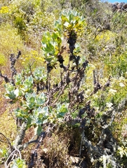 Haplopappus foliosus