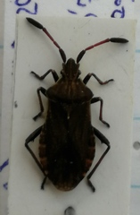 Ulmicola spinipes