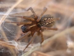 Lycosoides coarctata