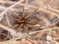 Lycosoides coarctata