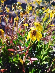 Flourensia thurifera