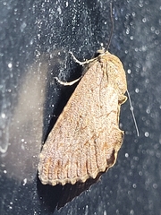 Odontodes