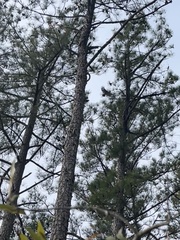 Melanerpes carolinus