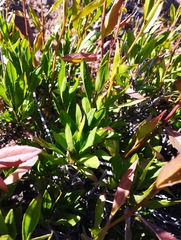 Flourensia thurifera