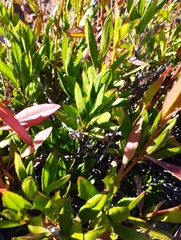 Flourensia thurifera