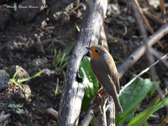 Erithacus rubecula