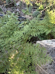Davallia canariensis