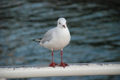Chroicocephalus ridibundus