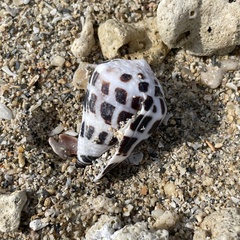 Conus ebraeus