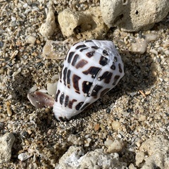 Conus ebraeus