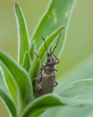 Phyllobius jacobsoni