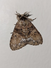 Lymantria sarantuja