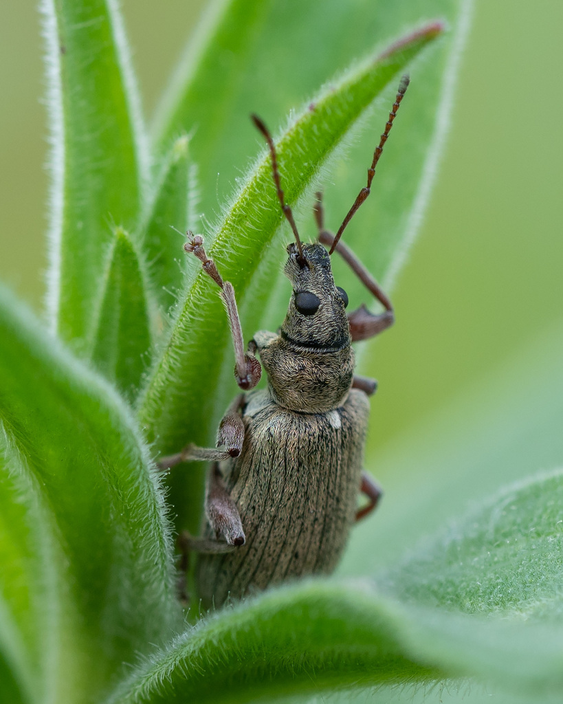 Phyllobius jacobsoni