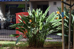 Strelitzia