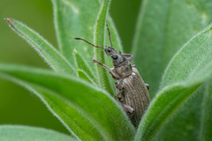 Phyllobius jacobsoni