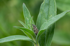 Phyllobius jacobsoni