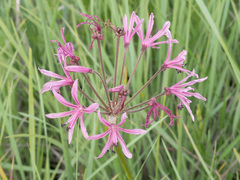 Nerine