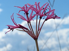 Nerine