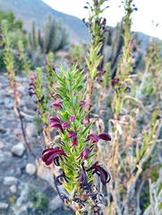 Lobelia polyphylla