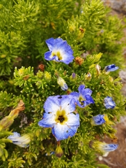 Nolana coelestis