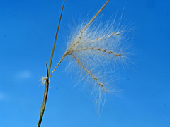 Andropogon eucomus