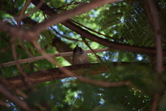 Passer domesticus