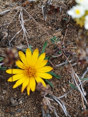 Chaetanthera frayjorgensis