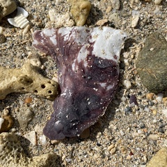 Isognomon isognomum