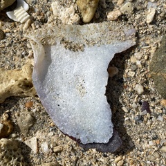 Isognomon isognomum