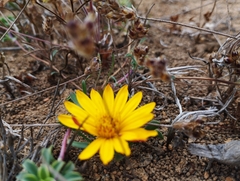 Chaetanthera frayjorgensis