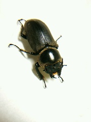 Dorcus davidis