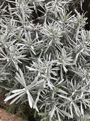 Lavandula
