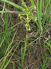 Habenaria humilior