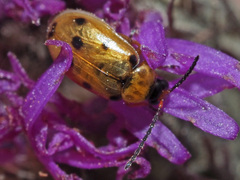 Afromaculepta