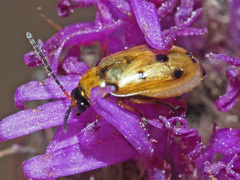 Afromaculepta