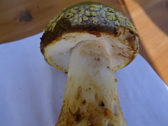 Amanita franchetii