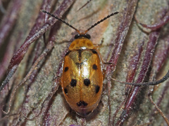 Afromaculepta