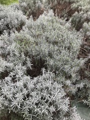 Lavandula