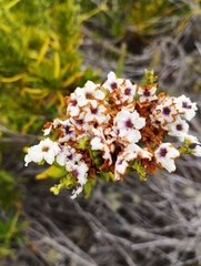 Heliotropium linariifolium