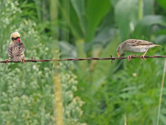 Quelea quelea lathamii